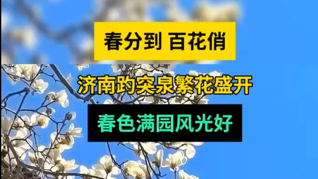 天气情报站|春分到百花俏！济南趵突泉繁花盛开，春色满园风光好
