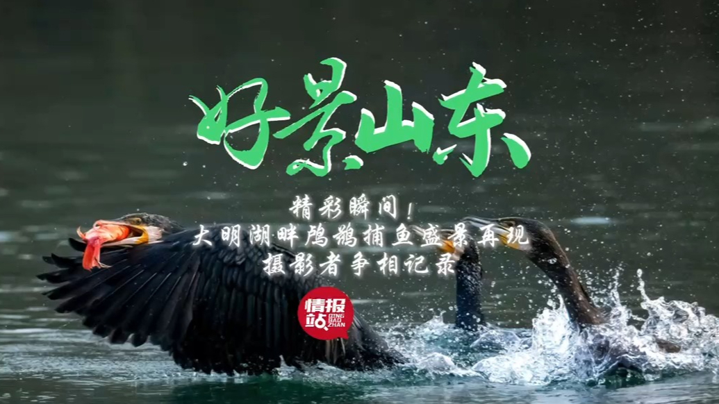 果然视频·好景山东|大明湖畔鸬鹚捕鱼盛景再现，摄影者争相记录