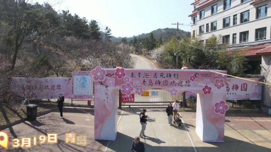 琴视频｜二梅争艳罕见上演！第二十五届青岛梅花节周五开幕 