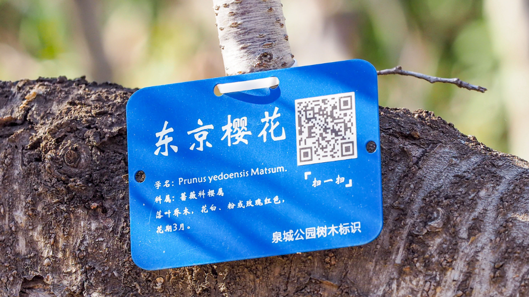 果然视频|济南泉城公园防长亭，东京樱花开始绽放