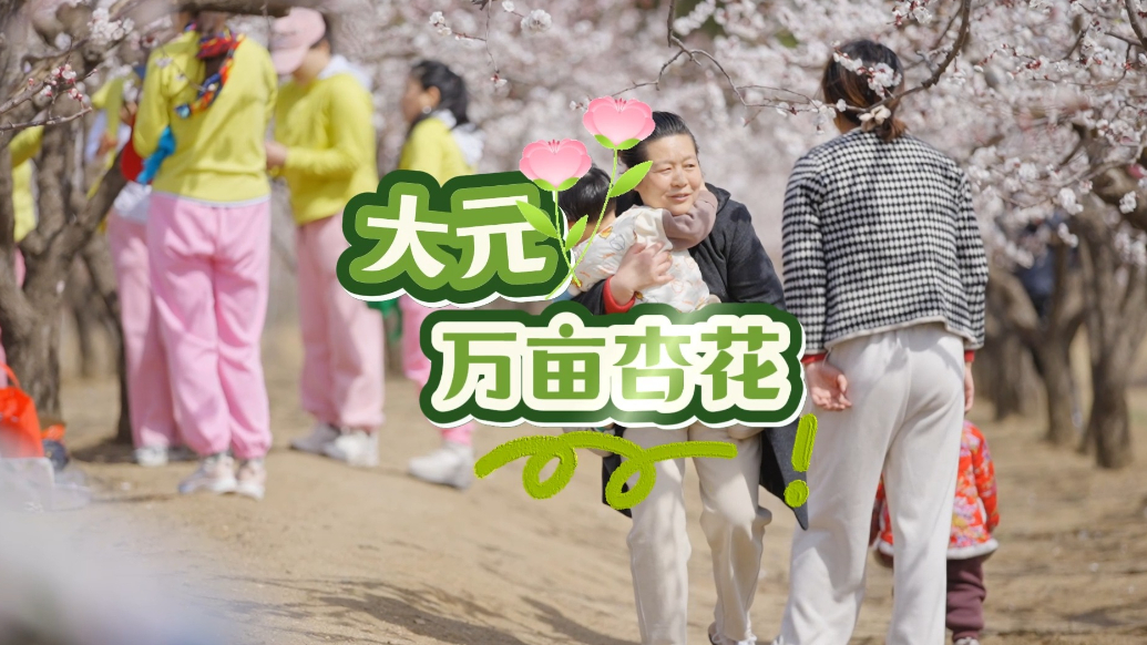 果然视频｜邹城大元万亩杏花绽放，春日盛景引客来