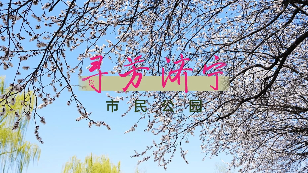 果然视频|寻芳济宁，市民公园杏花盛开