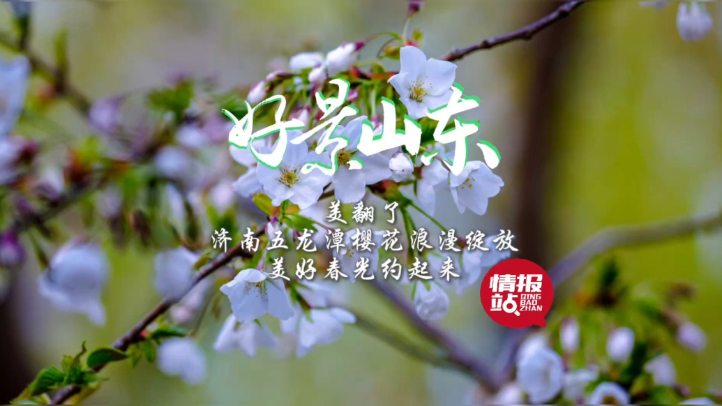 果然视频·好景山东|济南五龙潭樱花浪漫绽放，美好春光约起来！