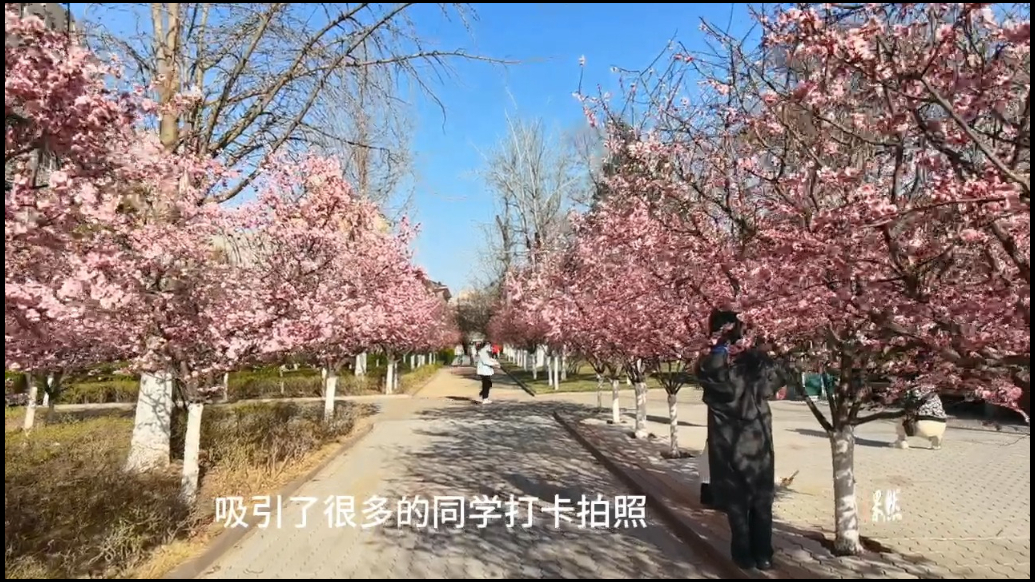 果然视频|春日繁花似锦，在山师邂逅一场浪漫“花海”