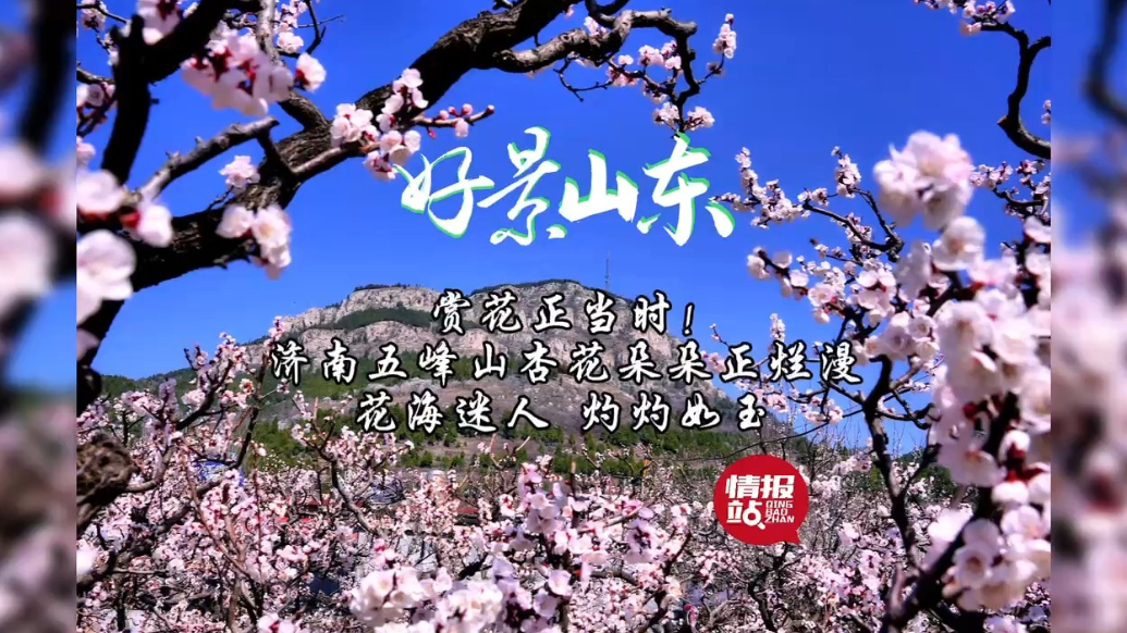 果然视频·好景山东|济南五峰山杏花朵朵开，花海迷人灼灼如玉！