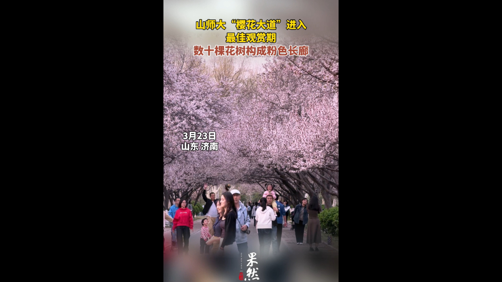果然视频｜粉色的海洋，山师大“樱花大道”进入最佳观赏期