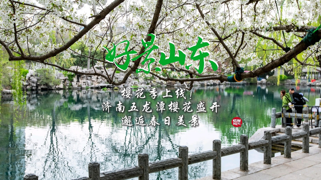 果然视频·好景山东|樱花季上线！济南五龙潭樱花绚丽绽放春意浓