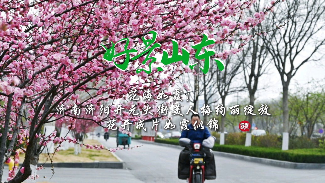 果然视频·好景山东|济南开元大街美人梅绽放，花开成片如霞似锦