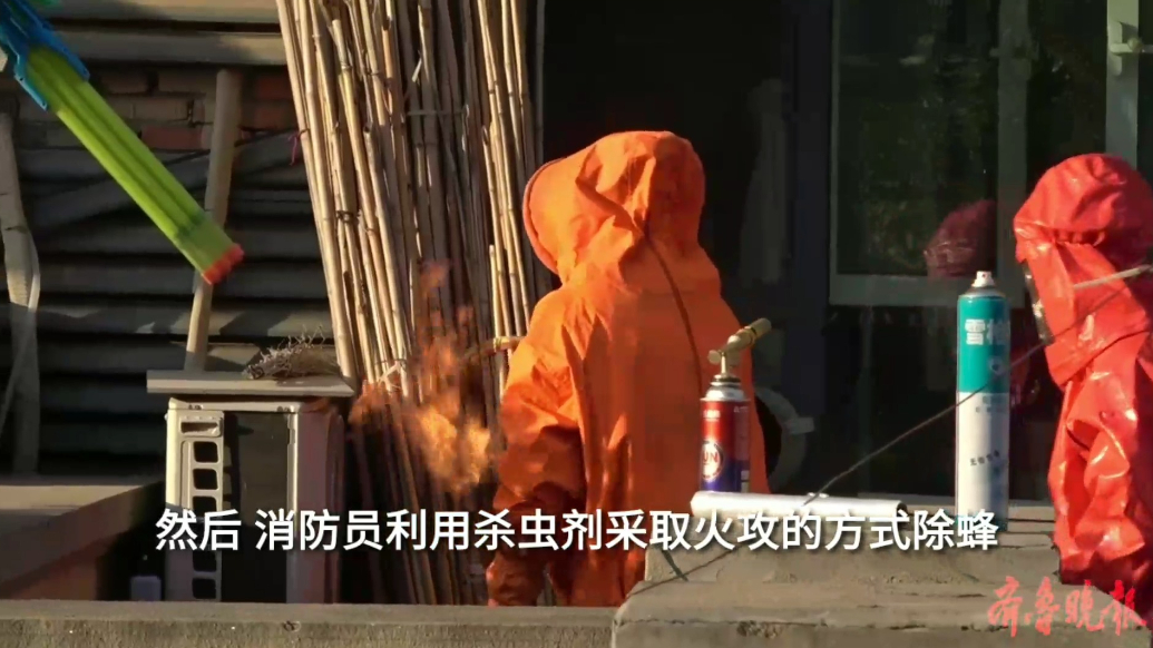 果然视频|黑竹蜂藏身居民楼下，消防员“火攻”清除