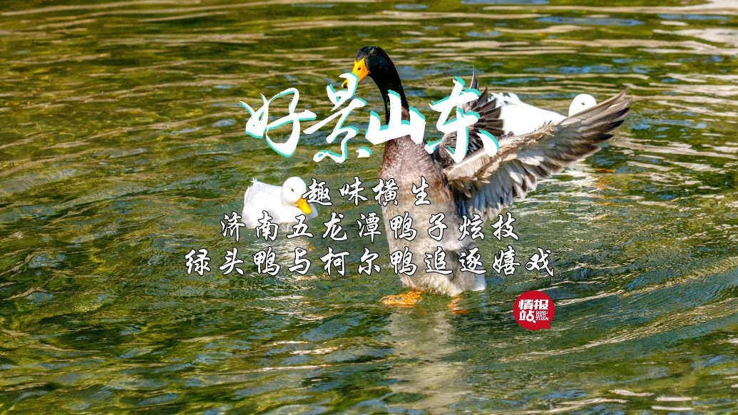 果然视频·好景山东|济南五龙潭鸭子“炫技”，嬉戏追逐趣味横生