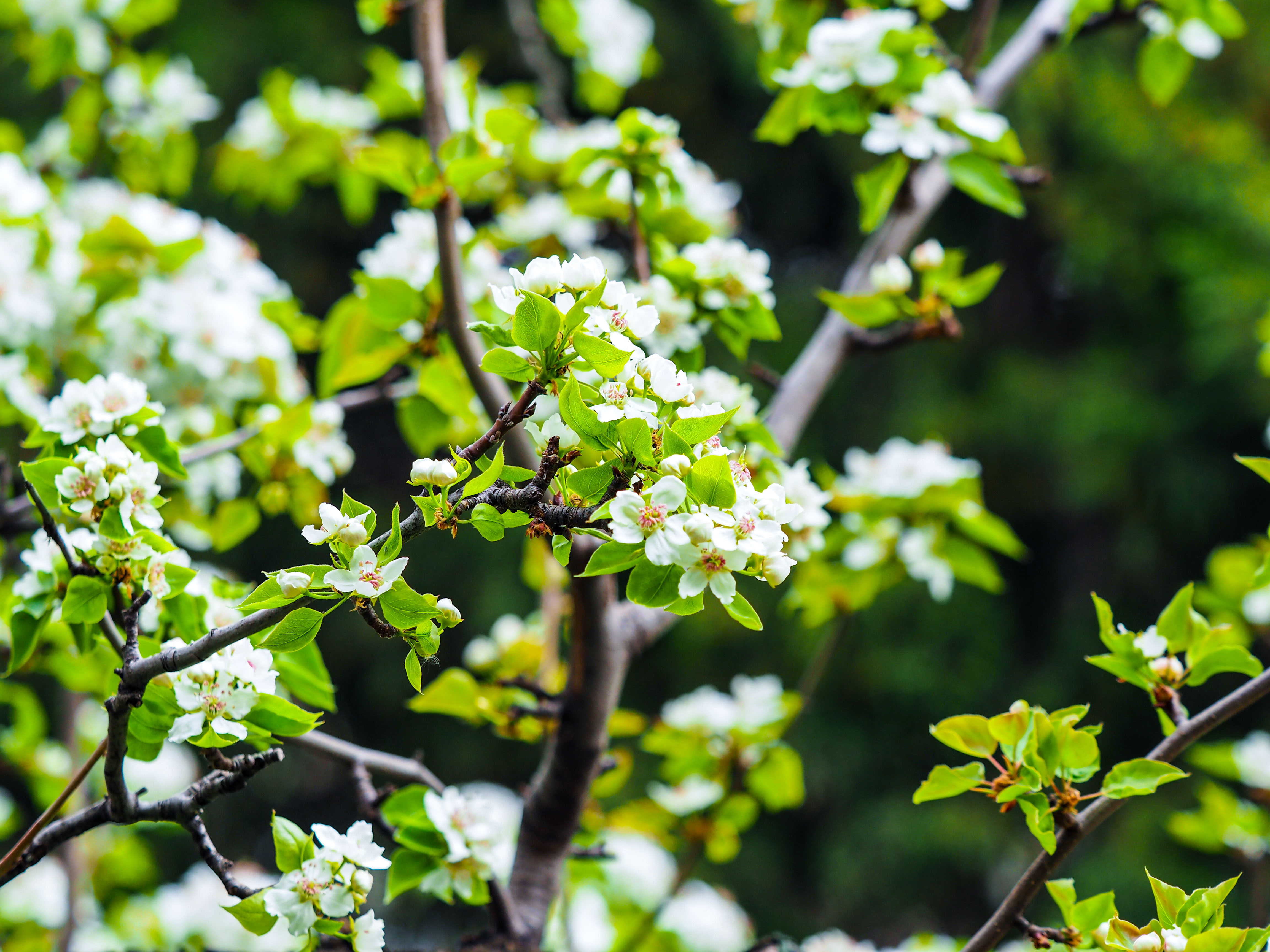 城市公园里的乡野韵味，千佛山梨园内一片雅致素静