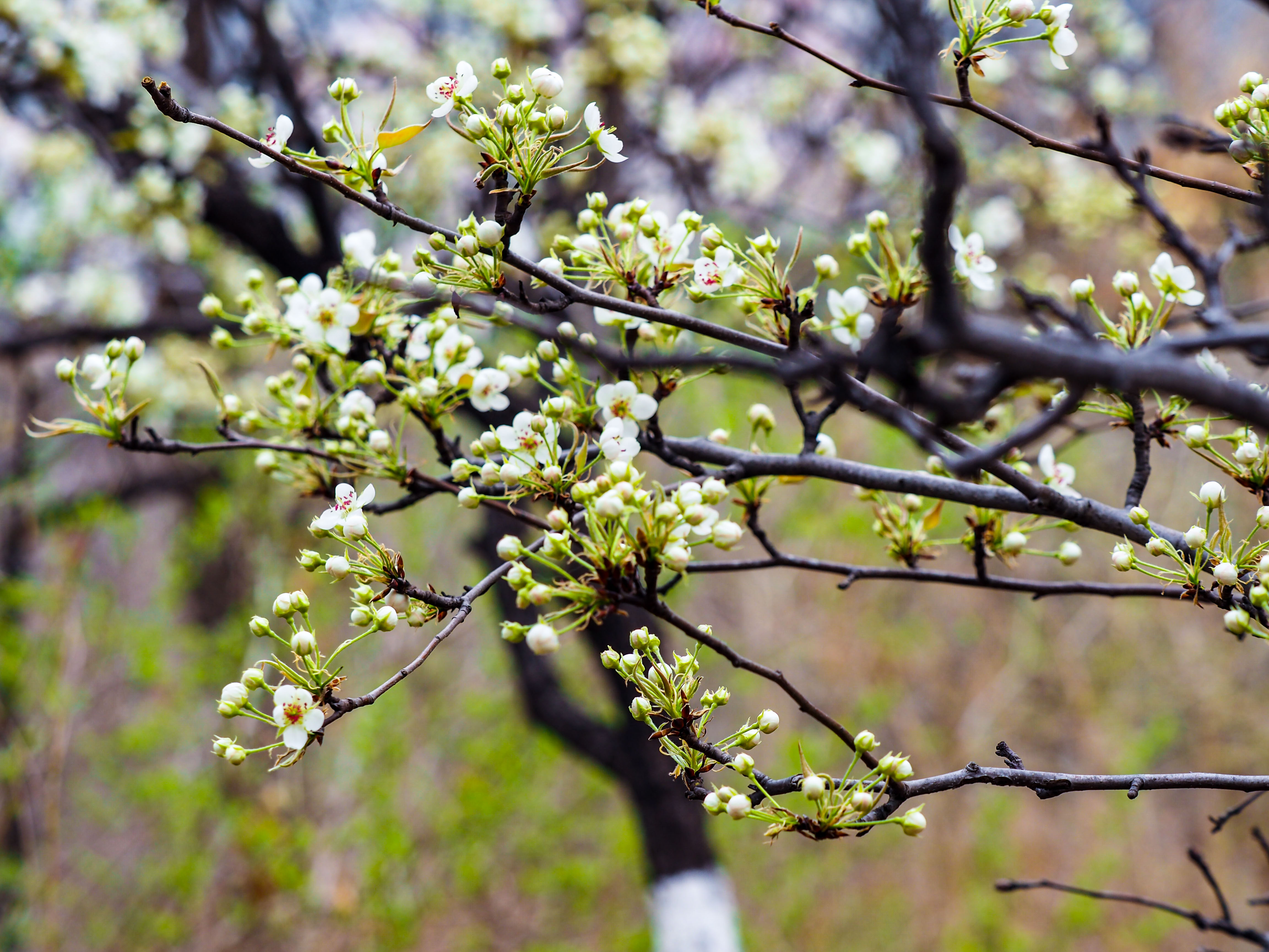 城市公园里的乡野韵味，千佛山梨园内一片雅致素静