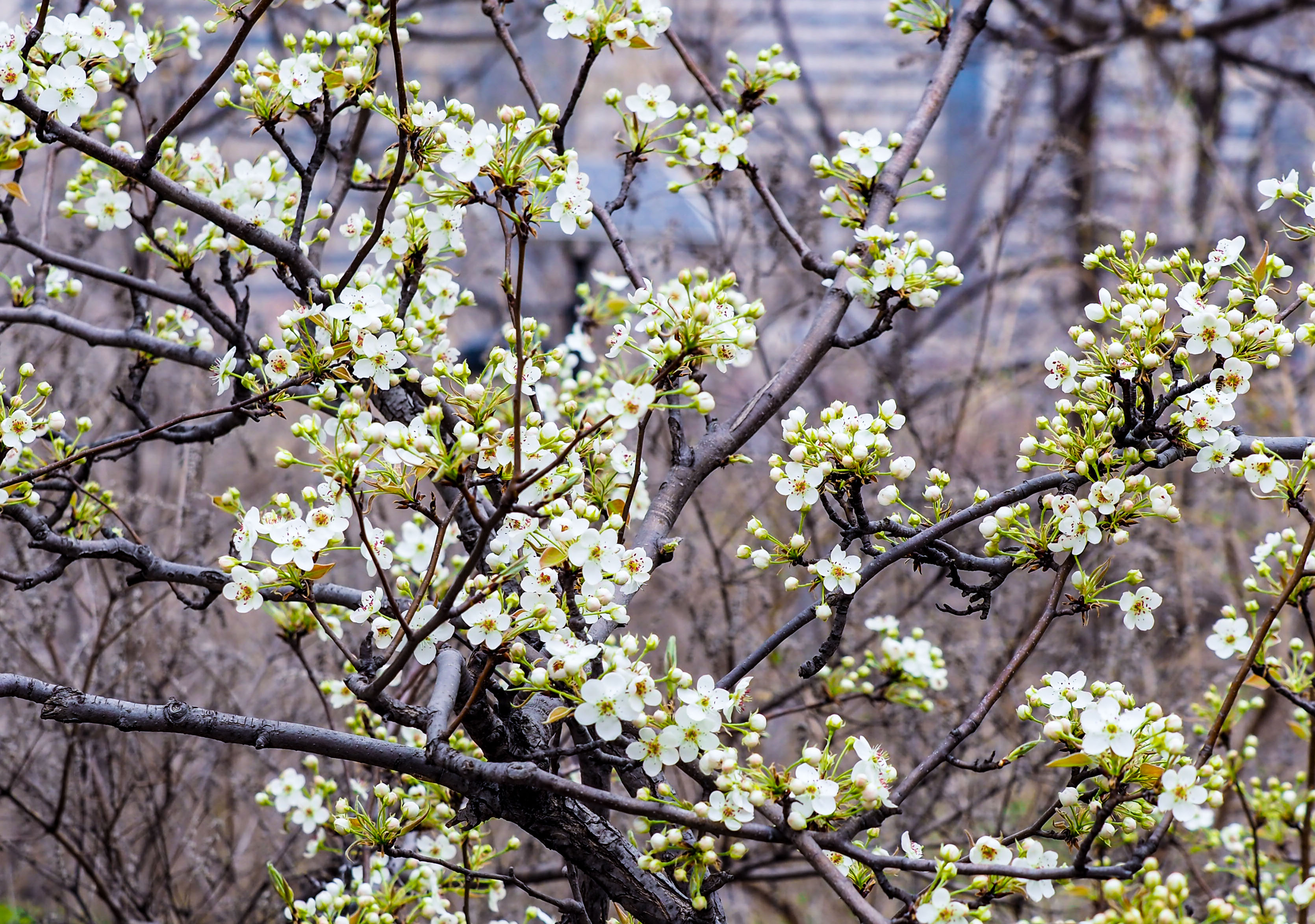 城市公园里的乡野韵味，千佛山梨园内一片雅致素静