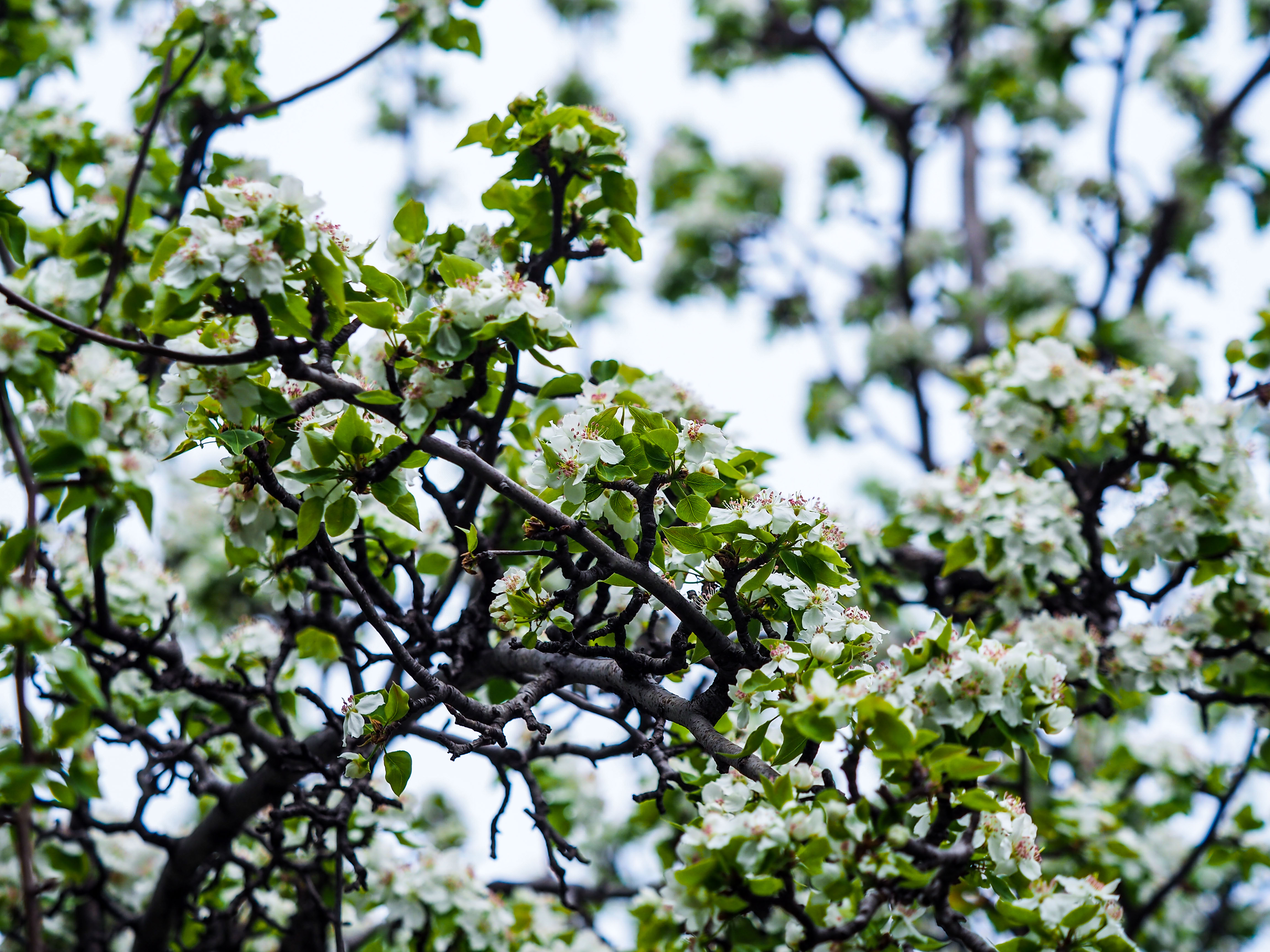 城市公园里的乡野韵味，千佛山梨园内一片雅致素静