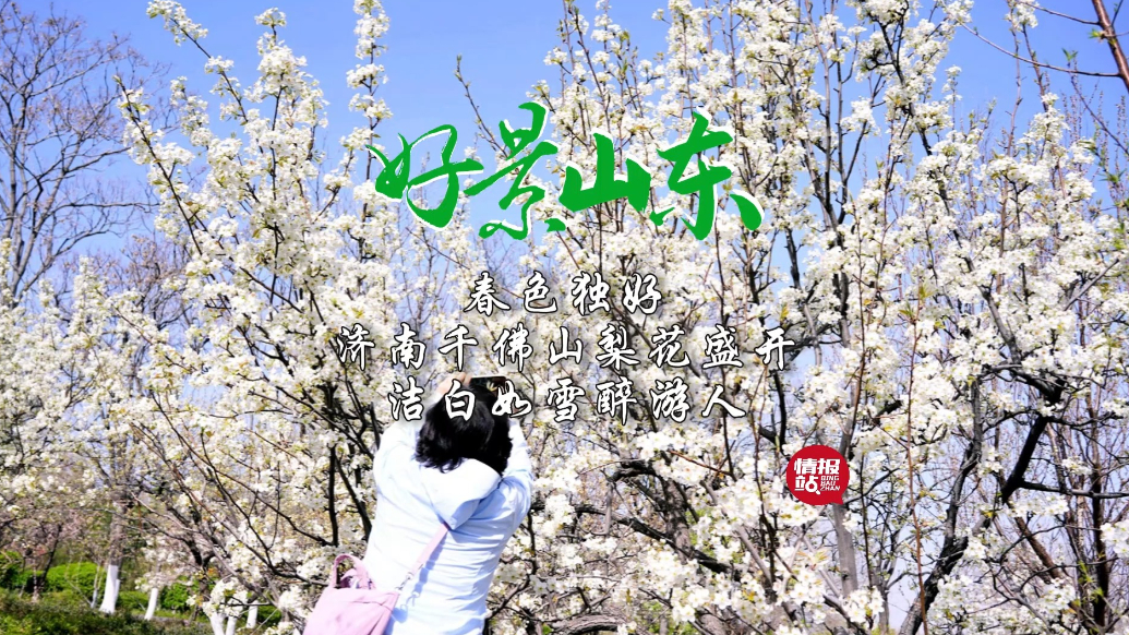 果然视频·好景山东|济南千佛山梨花盛开，洁白如雪醉游人！