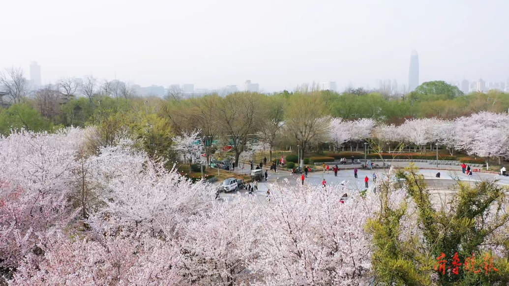 果然视频｜赏樱正当时！济南滨湖广场上百株樱花竞相绽放