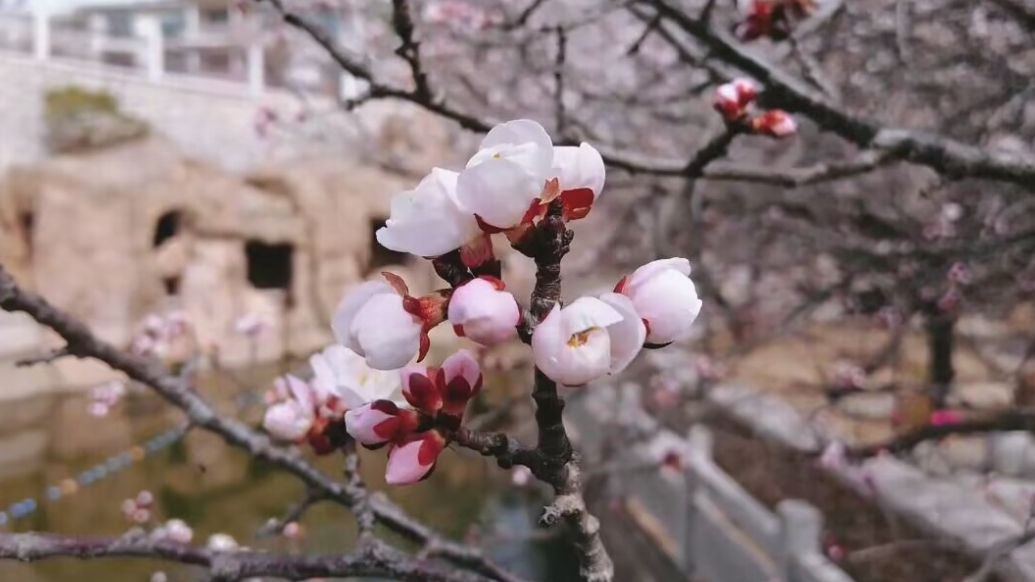 果然视频｜“赏花公交”出发，赏春日崂山浪漫花海