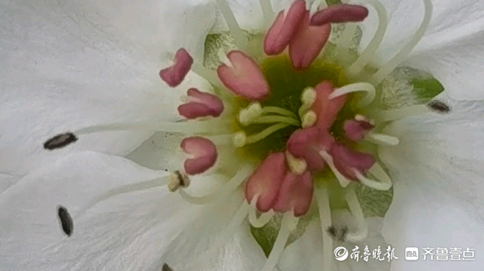 果然视频|千佛山梨花盛开 宛如雪花挂满枝头