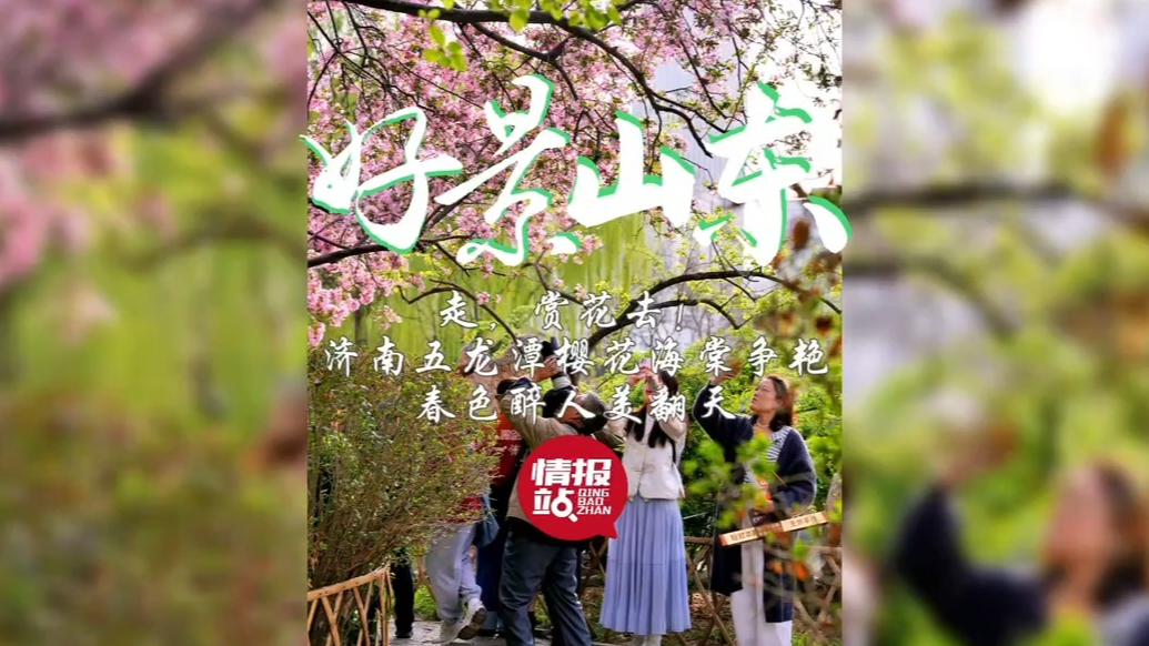 果然视频·好景山东|济南五龙潭樱花海棠争艳，春色醉人美翻天