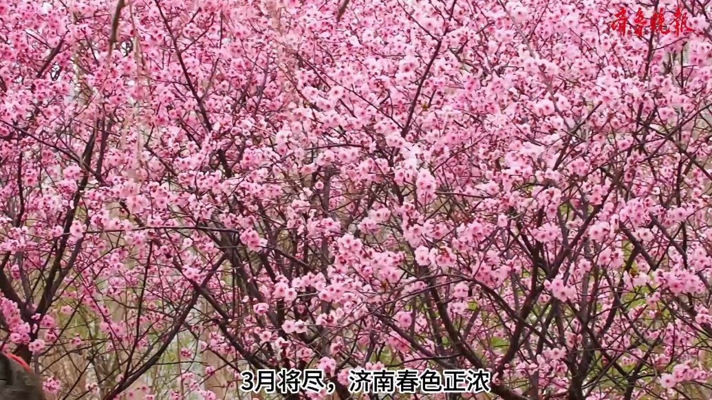 果然视频|3月仲春，千佛山红梅园上演最后的华丽 