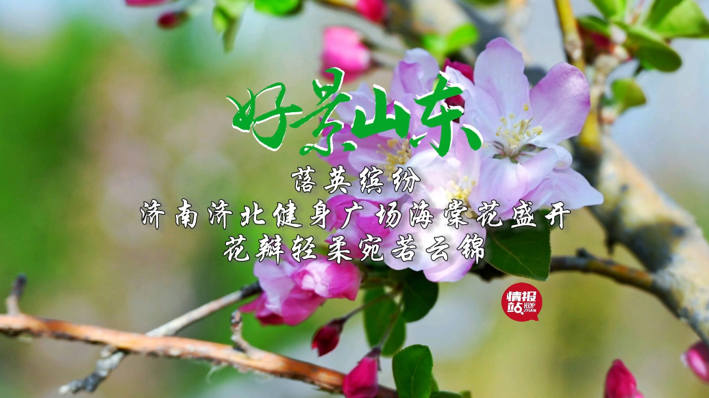 果然视频·好景山东|济南济北健身广场海棠盛开，花瓣轻柔似云锦