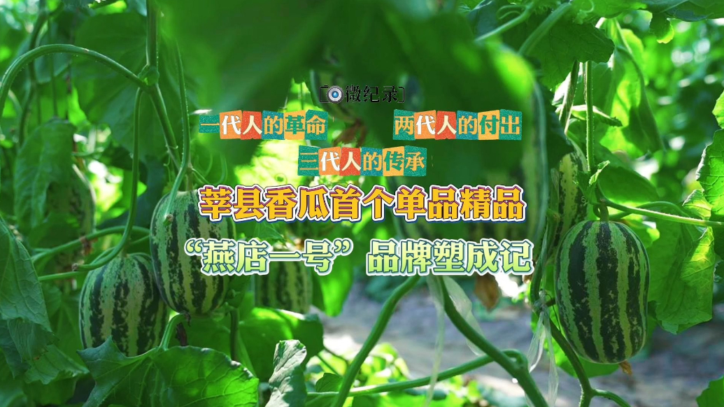 微纪录｜莘县香瓜首个单品精品“燕店一号”品牌塑成记