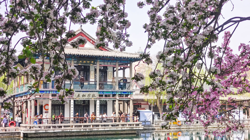 果然视频|五龙潭畔海棠花开正盛，李清照曾写词咏颂