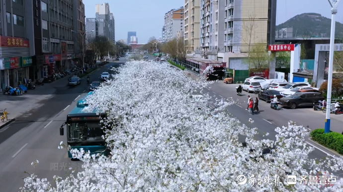 果然视频｜解放东路樱花大道浪漫上线，满树粉霞扮亮济南春日