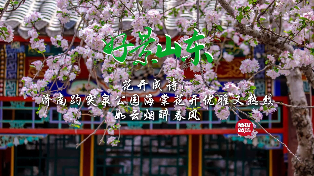 果然视频·好景山东|花开成诗！济南趵突泉海棠花绽放优雅又热烈