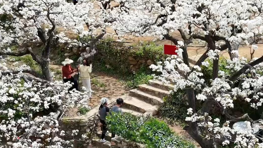 果然视频｜夏张镇梨园人家，梨花迎来最佳观赏期