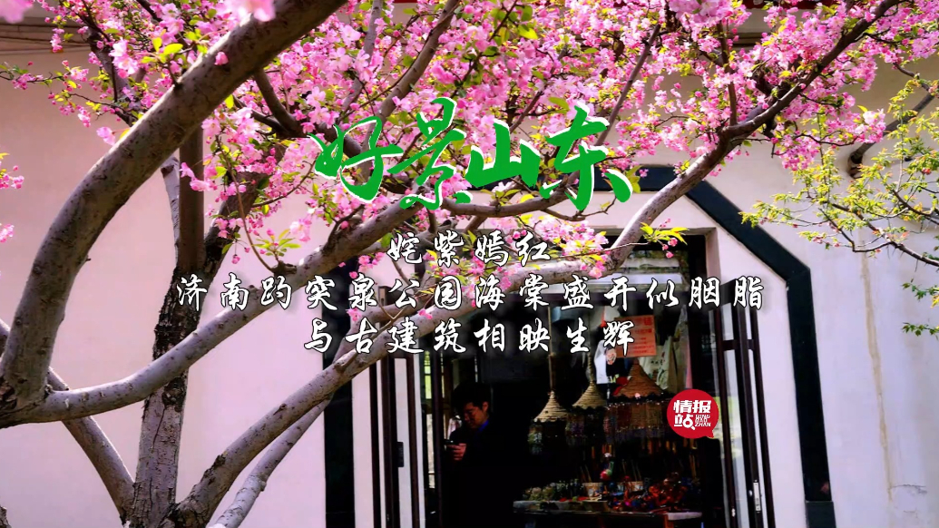 果然视频·好景山东|济南趵突泉海棠盛开似胭脂，姹紫嫣红美如画