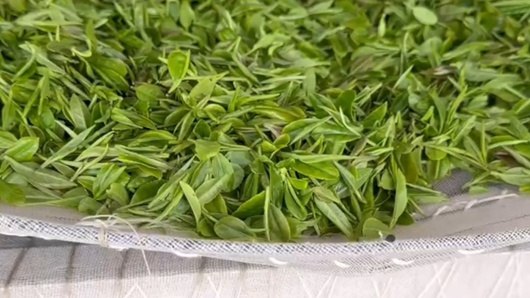 果然视频丨今年春茶芽头标准提高，茶叶口感更好，销量增加