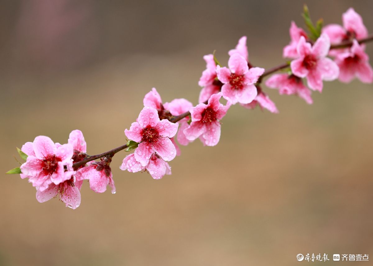 蒙阴桃花开，桃农劳作忙