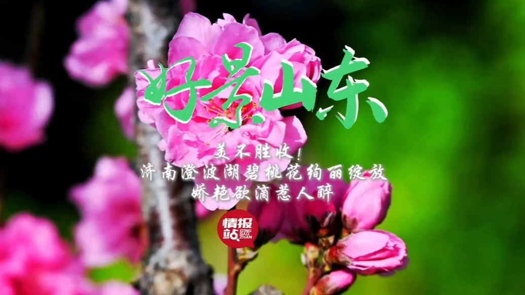 果然视频·好景山东|济南澄波湖碧桃花绚丽绽放，娇艳欲滴惹人醉