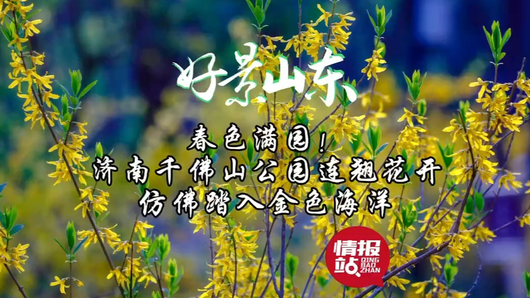 果然视频·好景山东|济南千佛山公园连翘花开，仿佛踏入金色海洋
