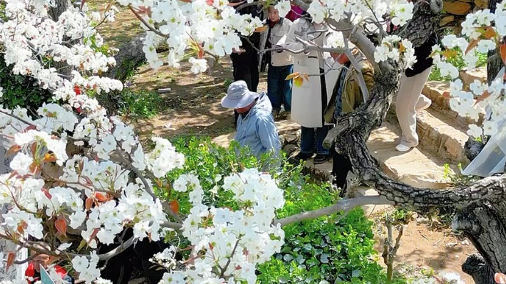 果然视频丨泰安岱岳区夏张镇万亩古梨园梨花盛开