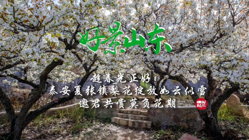 果然视频·好景山东|泰安夏张镇梨花如云似雪，邀您共赏莫负花期
