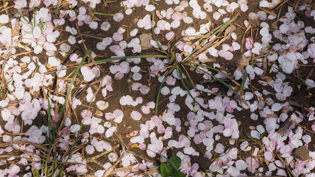 果然视频|济南五龙潭上演浪漫樱花雨，满地花瓣美如白雪 