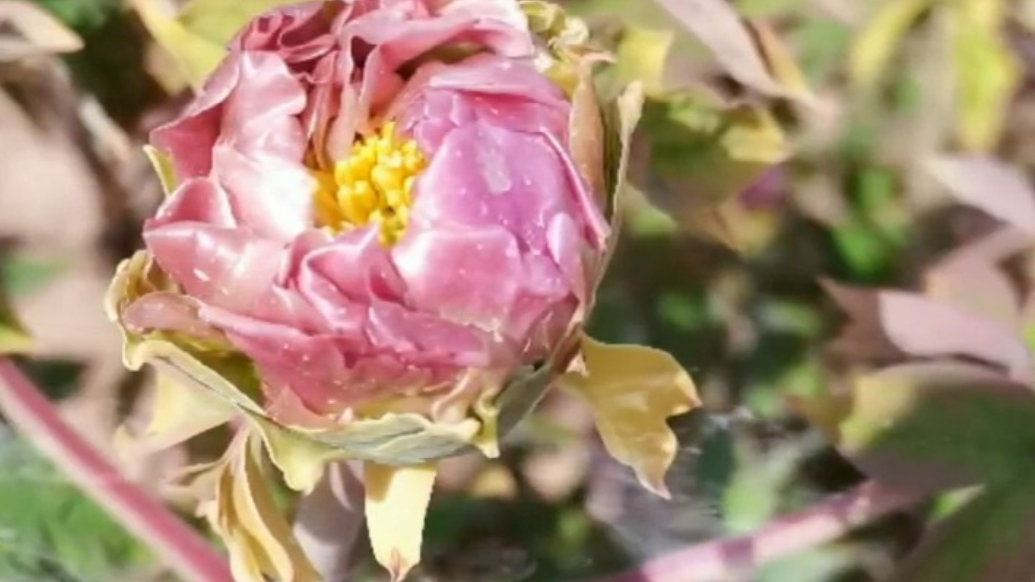 相约曹州百花园：积攒四季浪漫，一朝赏尽芳华