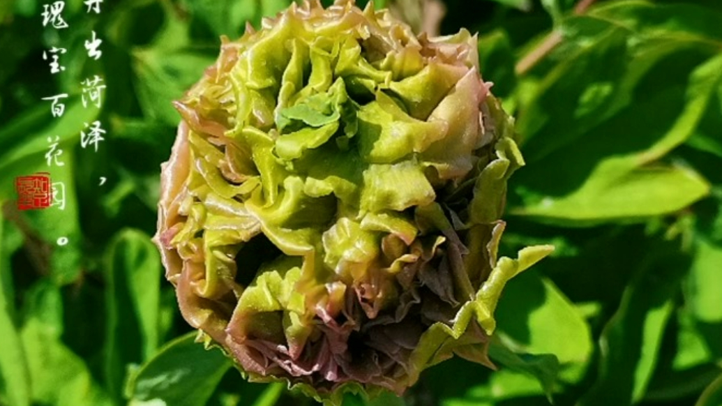 穿越星河，去曹州百花园赴一场牡丹之约