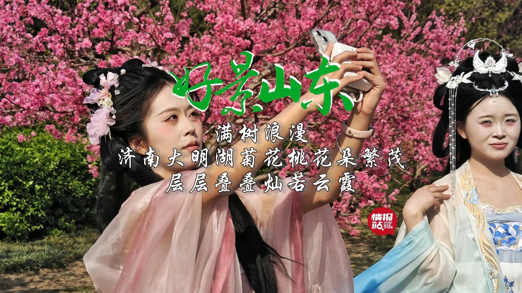 果然视频·好景山东|济南大明湖菊花桃灿若云霞，花团锦簇惹人醉