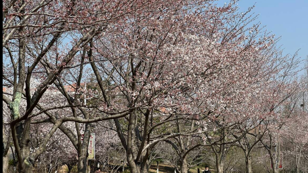 琴视频丨中国海洋大学的樱花开啦！预约解锁赏樱通行证