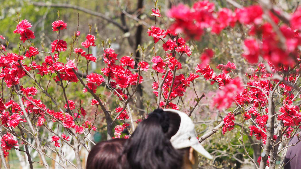 果然视频|泉城公园碧桃园进入盛花期，姹紫嫣红醉人心