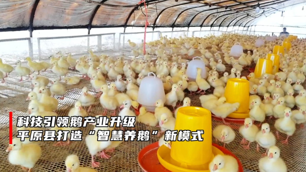 好德州｜科技引领鹅产业升级！平原县打造“智慧养鹅”新模式