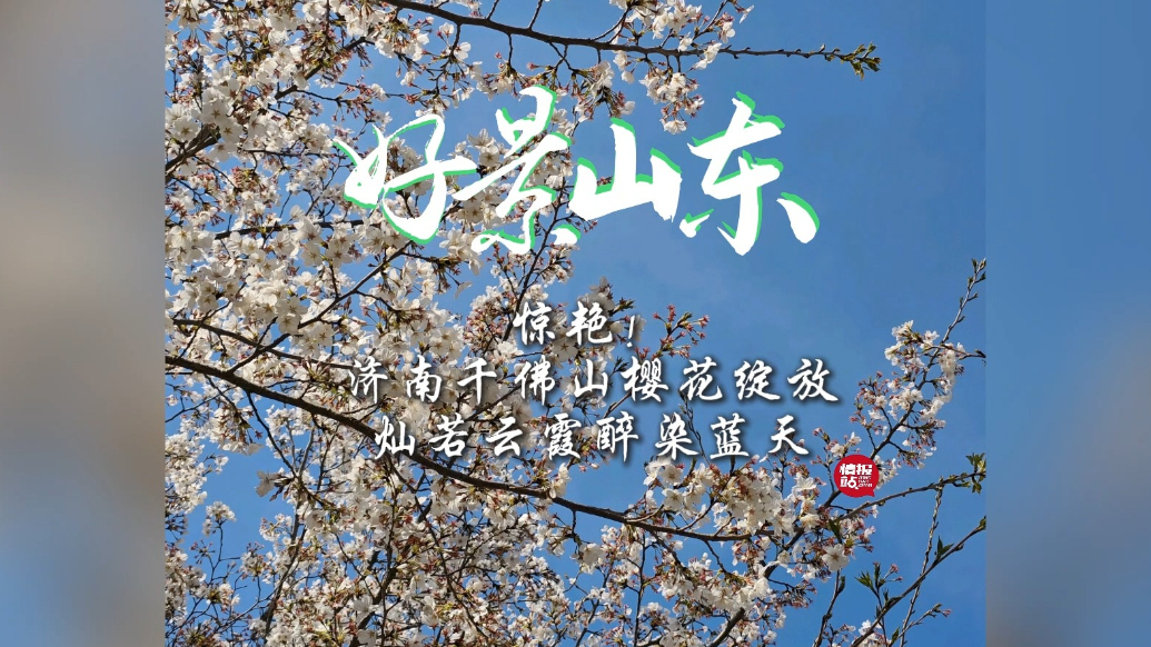 果然视频·好景山东|济南千佛山樱花绽放，醉染蓝天灿若云霞