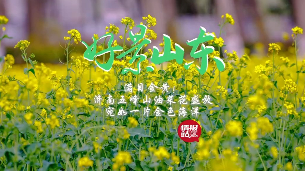 果然视频·好景山东|济南五峰山油菜花盛放，宛如一片金色海洋