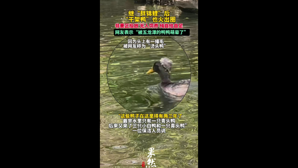 果然视频|五龙潭“萌鸭争锋”，“烫头鸭”领衔萌宠天团
