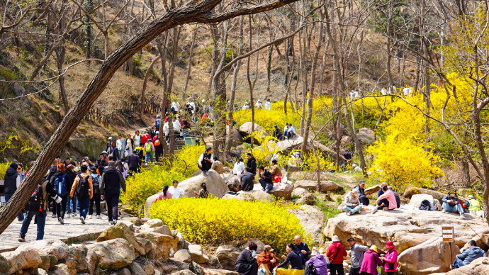 山海之间，共赴春日浪漫之约！第二十届大珠山杜鹃花会开幕