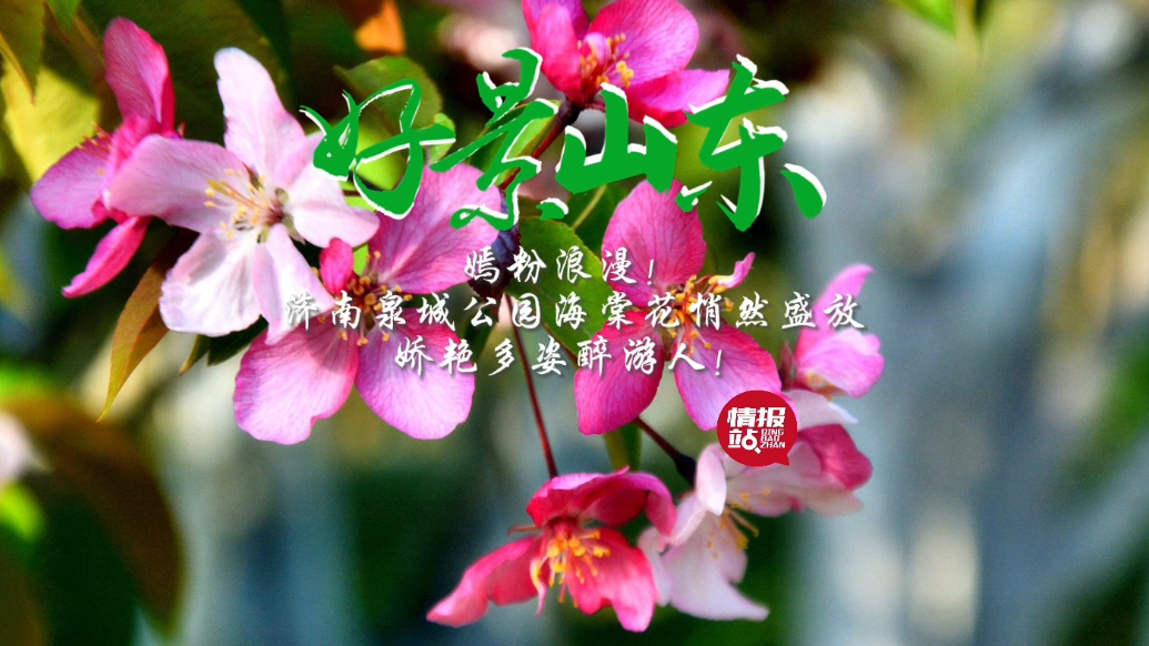 果然视频·好景山东|济南泉城公园海棠花盛开，嫣粉浪漫醉游人