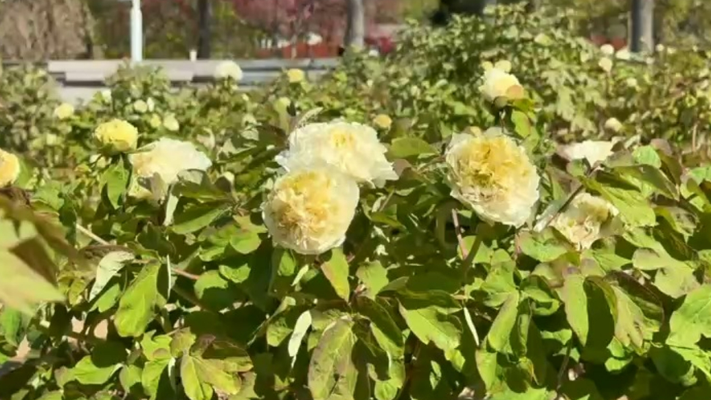 曹州牡丹园早花期牡丹已初步开放，花期维持一个月左右